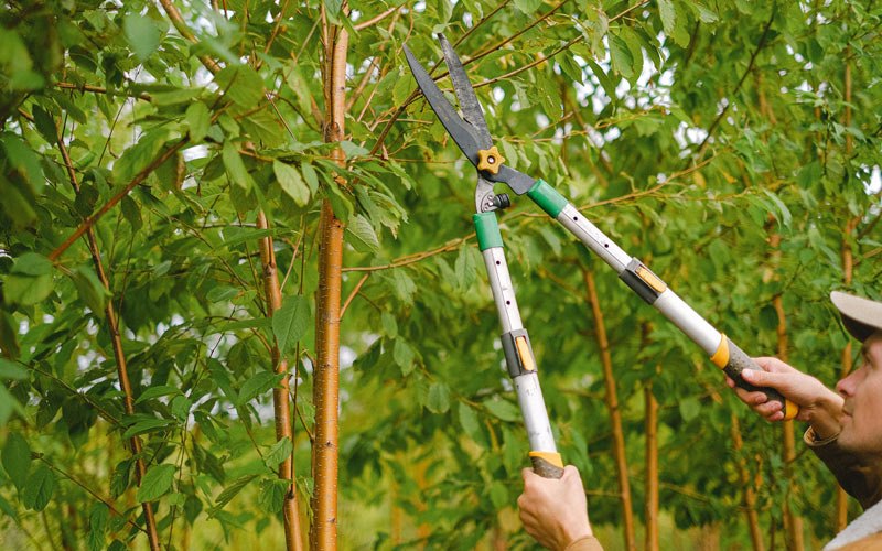 Tree trimming in Gate, OK