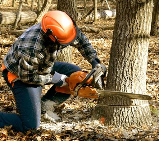 Tree Removal in Gate, OK